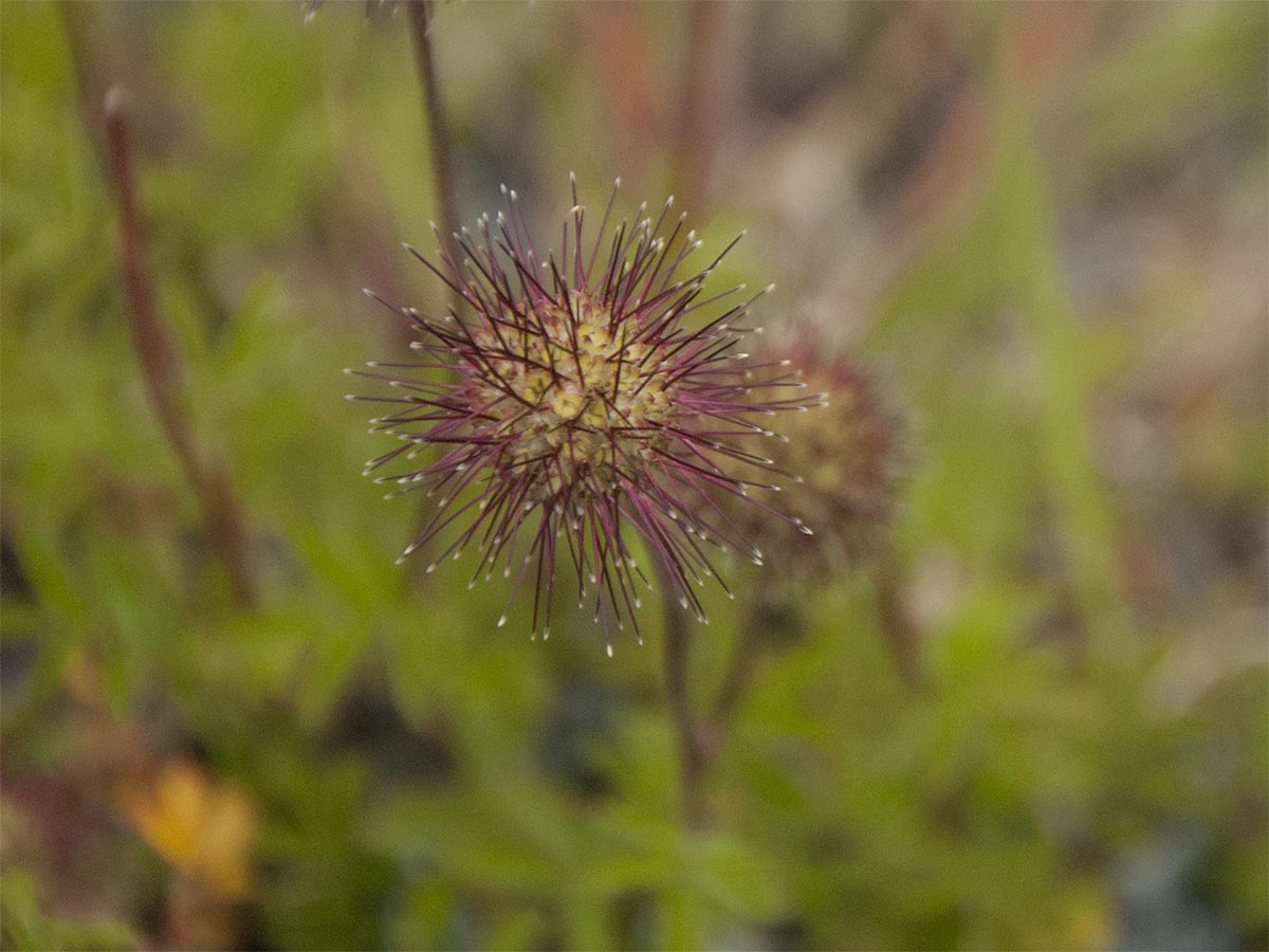 Acaena anserinifolia